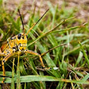 Eastern Lubber Grasshopper