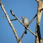 white eyed slaty flycatcher