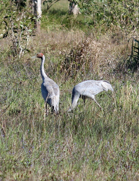 Spotting Image 1