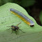 Tachinid fly