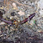 Earth Worm