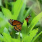 Viceroy Butterfly