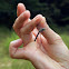 Blue Dasher dragonfly (female)