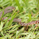 Southern Blackracer