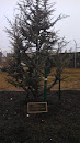 APG Memorial Tree
