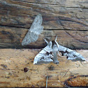 Sphinx Moth