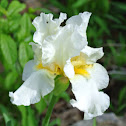 Bearded Iris