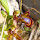 hookgv