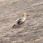 Egyptian Vulture