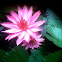 pink water lily