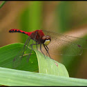 White-faced Meadowhawk
