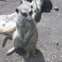 Meerkat
