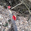 scarlet elf cup