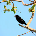 Magpie Shrike
