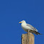 Yellow-Legged Gull