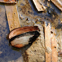 Florida Shinny Spike (freshwater mussel)