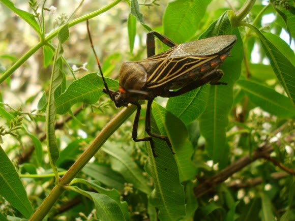 Spotting Image 1