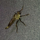 Robber fly