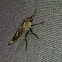 Robber fly