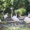 Greater Flamingo