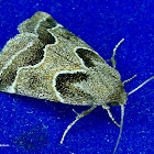 Schinia rivulosa