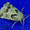Schinia rivulosa