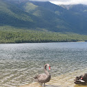 Black Swan