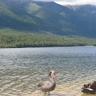 Black Swan