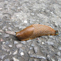Slug