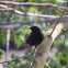 Common Starling