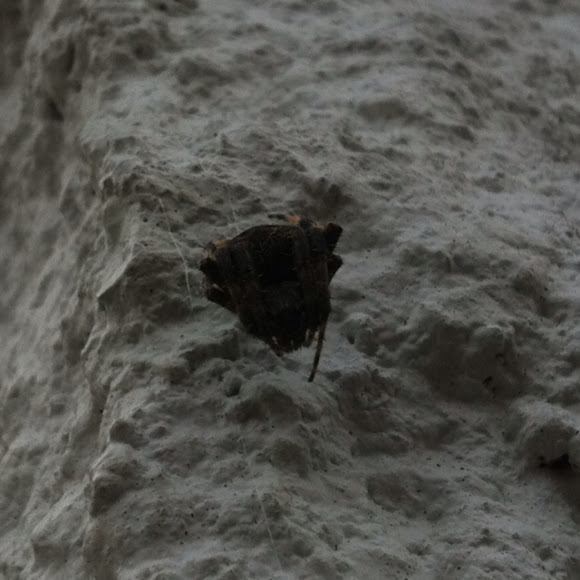 Spotting Image 1