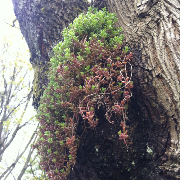 Spotting Image 1