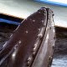 galewhale..Gale