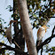 cattle egret