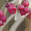 Coralberry, Indian Currant, Buckbrush