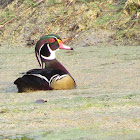 Wood Duck