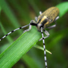 Golden-bloomed Grey Longhorn Beetle