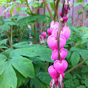 Bleeding Heart