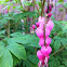 Bleeding Heart