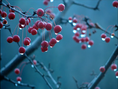 Photography_Critique_2_Cold_Berries.jpg