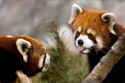 Zoo_Photography_Panda_Bear.jpg