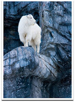 Zoo_Photography_Sheep.jpg