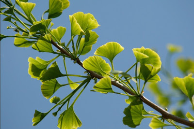 Basics_of_Image_Composition_Ginkgo_Tree_Leaf_Branch.jpg