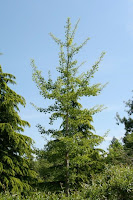 Basics_of_Image_Composition_Ginkgo_Tree.jpg
