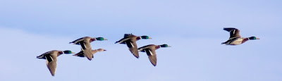 Bird_Photography_3.jpg