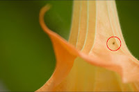 Cleaning_DSLR_Sensor.jpg