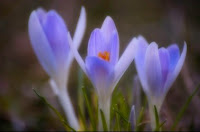 Photoshop_Action_Orton_Effect.jpg