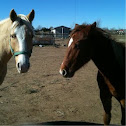 Horses 