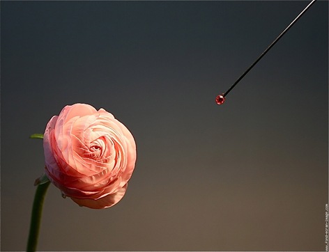 galerie-membre,fleur-renoncule,renoncule-et-point-rouge