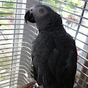 Congo African Grey